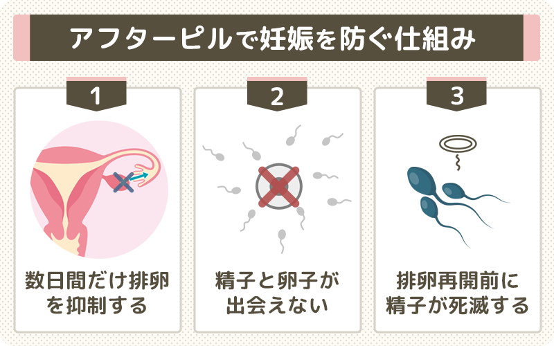 アフターピルは排卵を抑制して妊娠を防ぐ薬