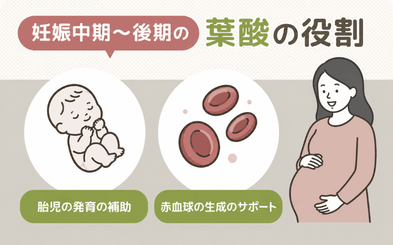 葉酸サプリはいつまで?妊娠中期や後期に必要なのは胎児の発育のため