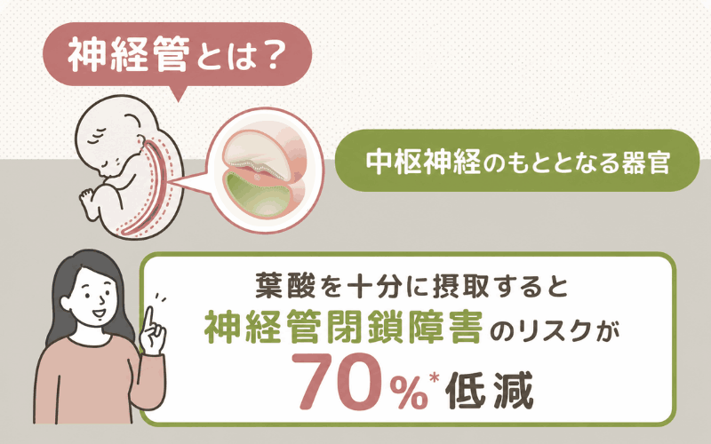 葉酸サプリはなぜ必要?胎児の発育や神経管閉鎖障害の予防に役立つ