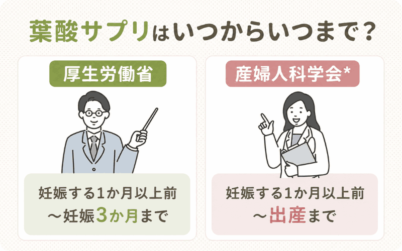 葉酸サプリはいつからいつまで?厚生労働省や医師は妊娠前からの摂取を推奨