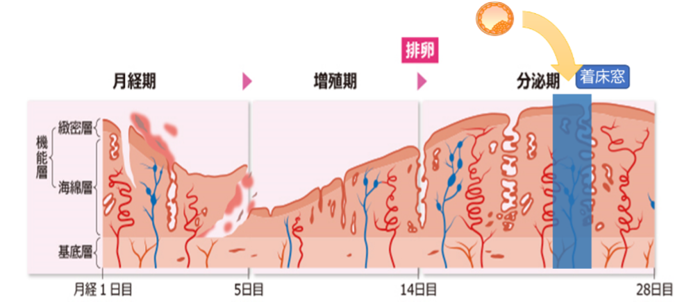 子宮内膜　図1