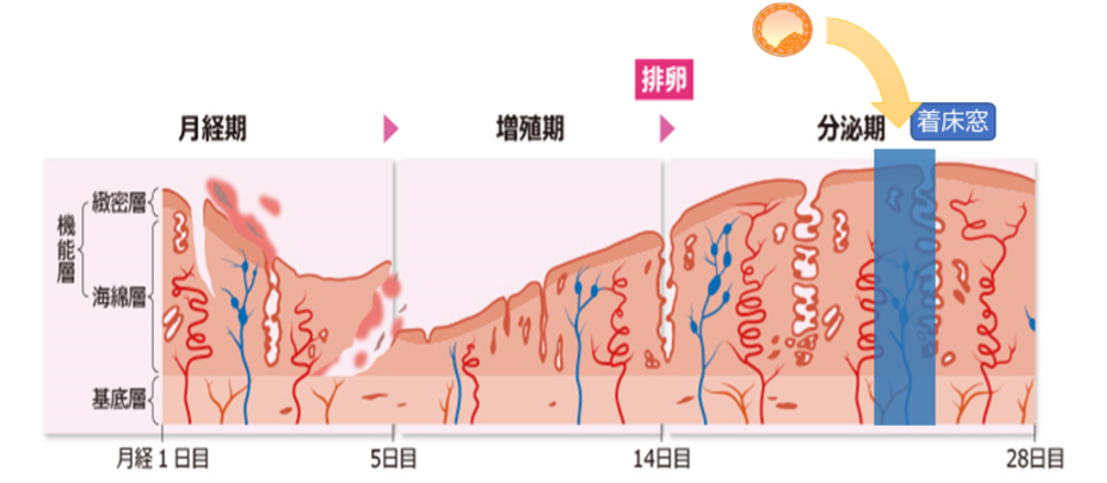 子宮内膜 図1