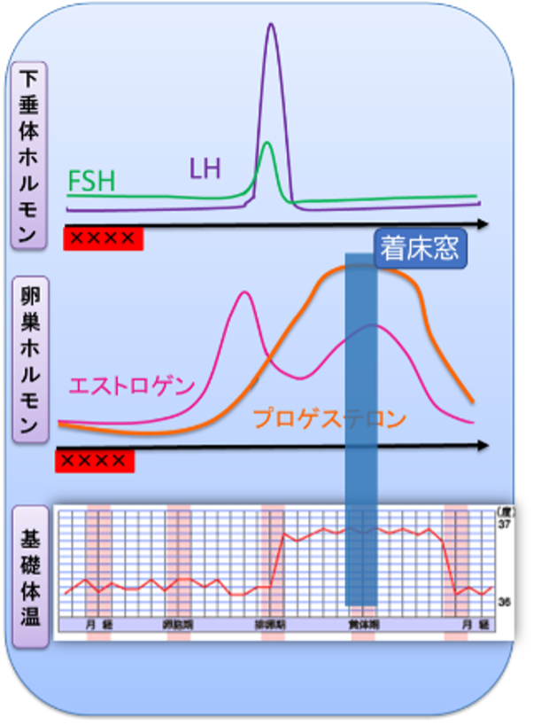 子宮内膜　図2