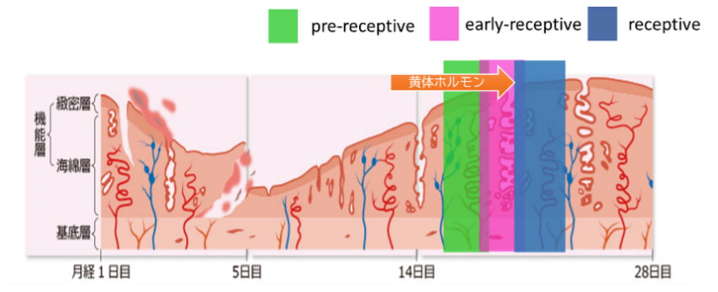子宮内膜　図3